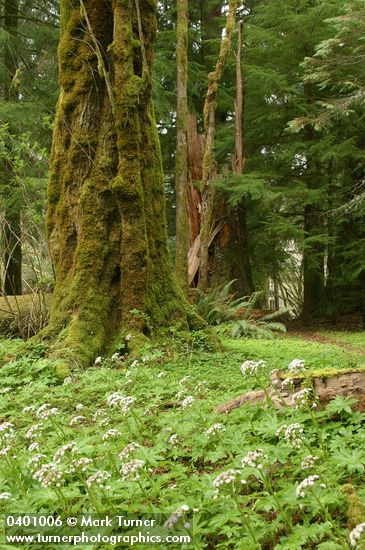 Sweet Colt's Foot carpets forest floor