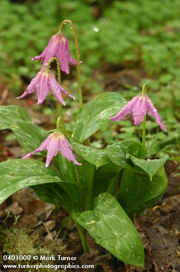 Coast Fawn Lilies