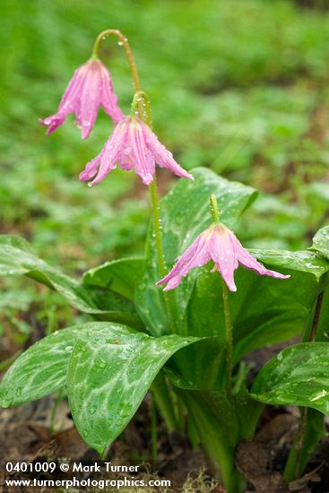 Coast Fawn Lilies