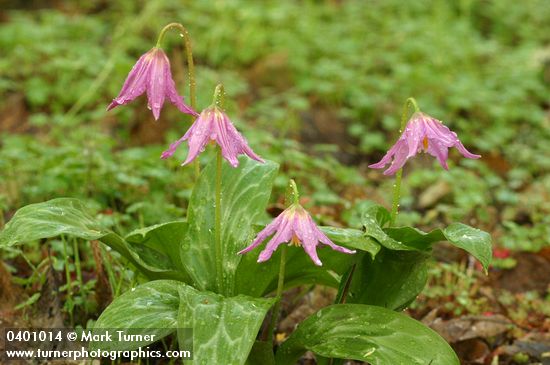 Coast Fawn Lilies