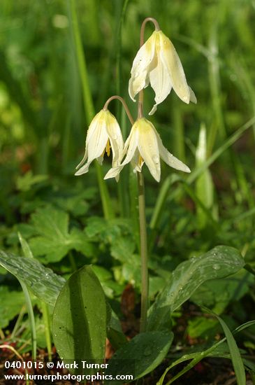 Oregon Fawn Lily