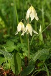 Oregon Fawn Lily
