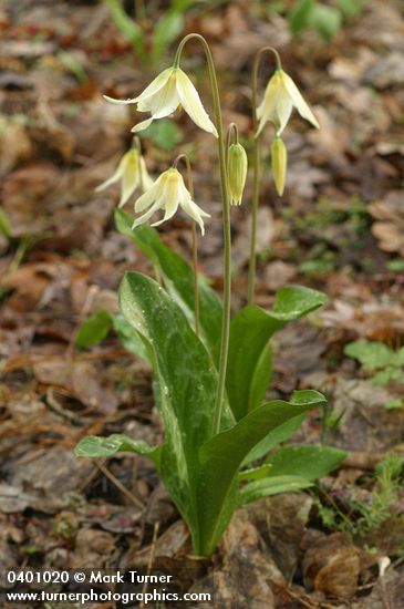 Oregon Fawn Lily