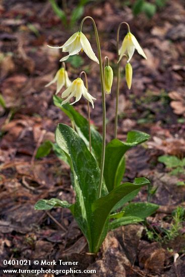 Oregon Fawn Lily