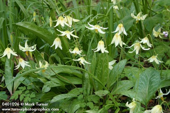 Oregon Fawn Lilies