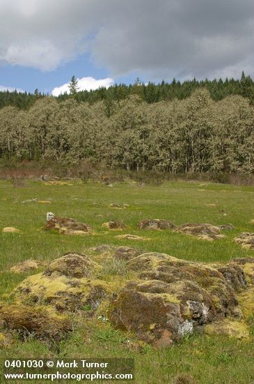 Jasper Prairie early spring w/ Oregon White Oaks bkgnd under stormy sky