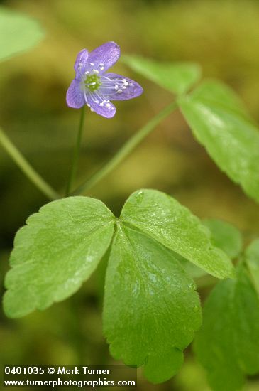 Western Wood Anemone blossom & foliage detail