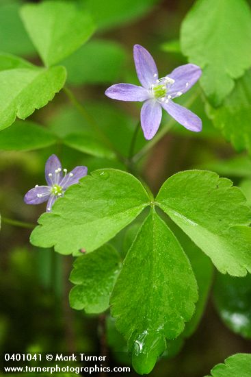 Western Wood Anemone blossom & foliage detail