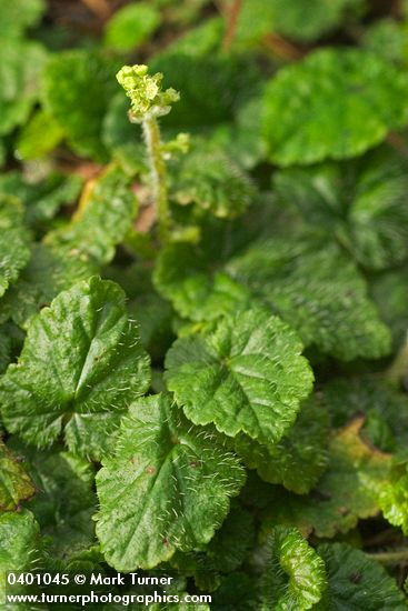 Saucer Bishops Cap (Oval-leaved Mitrewort)