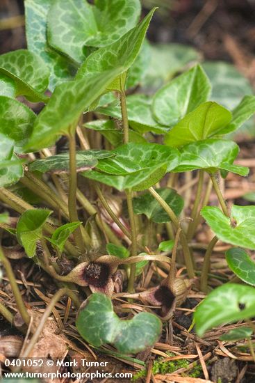 Hartwig's Wildginger