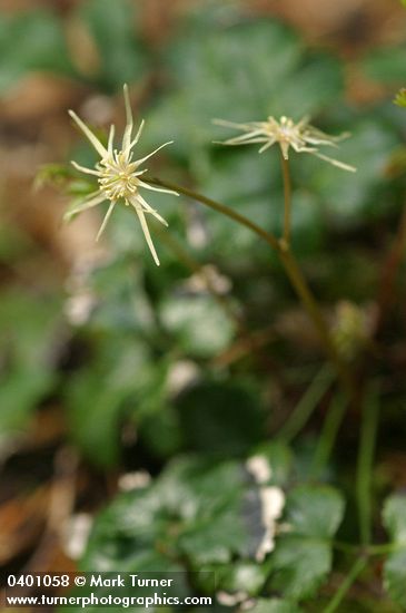 Cut-leaved Goldthread blossoms