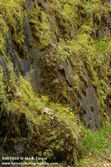 Spring Gold massed on moss-covered cliff