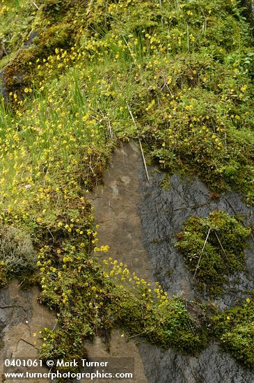 Spring Gold massed on moss-covered cliff