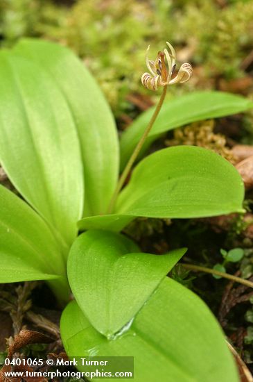 Oregon Fetid Adder's Tongue