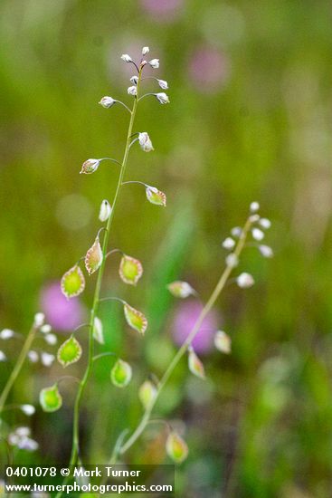 Fringe Pod blossoms & immature seed pods