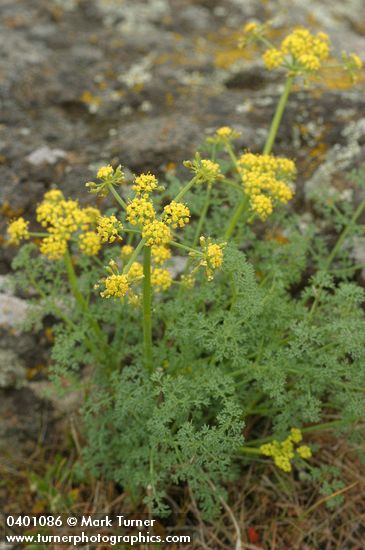 Gray's (Pungent) Desert Parsley