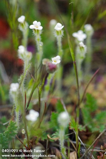Slender Popcorn Flower
