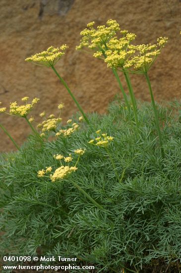 Smooth Desert Parsley on basalt cliff