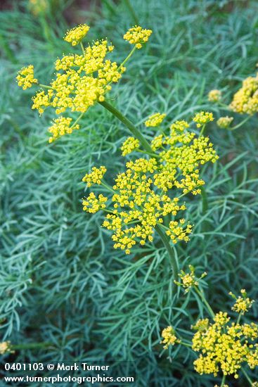 Smooth Desert Parsley blossoms & foliage