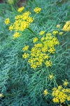 Smooth Desert Parsley blossoms & foliage