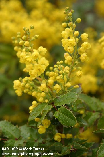 Shining Oregon Grape blossoms & foliage detail
