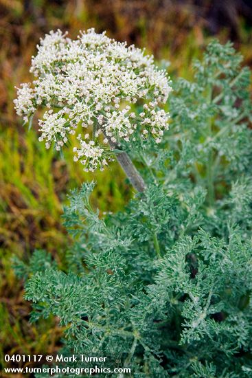 Large-fruited Biscuitroot blossoms & foliage