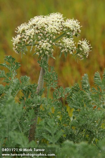 Large-fruited Biscuitroot blossoms & foliage