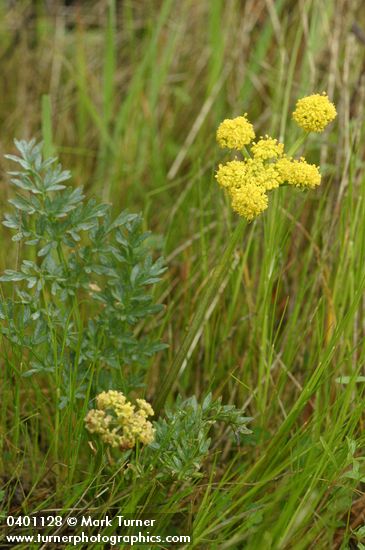Cous Lomatium