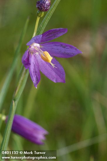 Grass Widow blossom detail