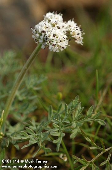 Salt and Pepper Lomatium