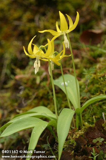 Glacier Lilies