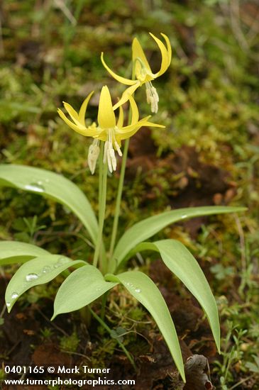 Glacier Lilies