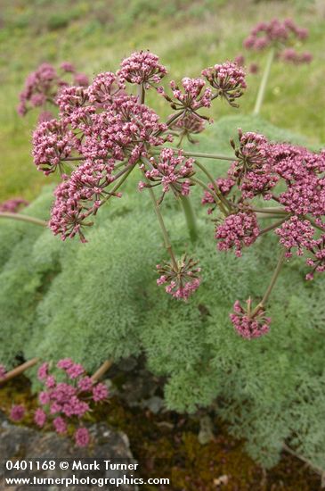 Columbia Desert Parsley