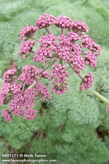 Columbia Desert Parsley