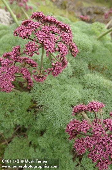 Columbia Desert Parsley