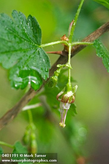 Straggly Gooseberry blossom & foliage detail