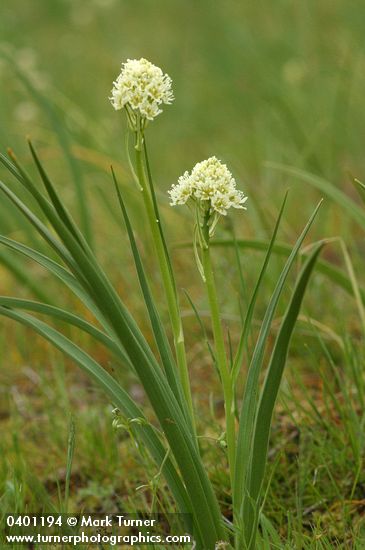 Death Camas
