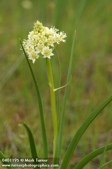 Death Camas