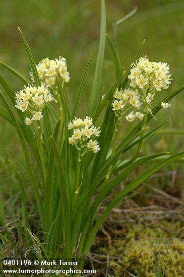 Death Camas