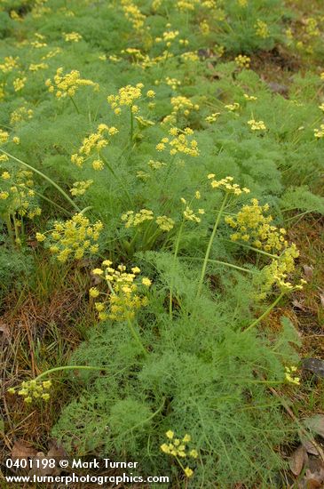 Gray's (Pungent) Desert Parsley blossoms & foliage