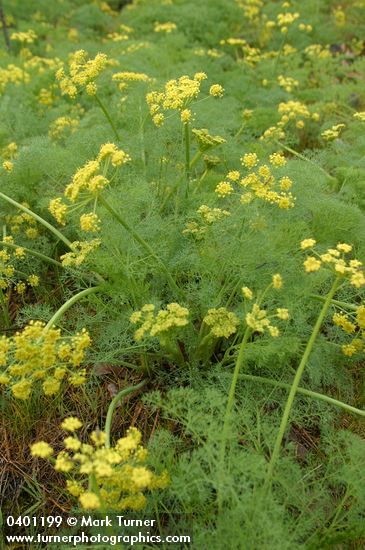 Gray's (Pungent) Desert Parsley blossoms & foliage