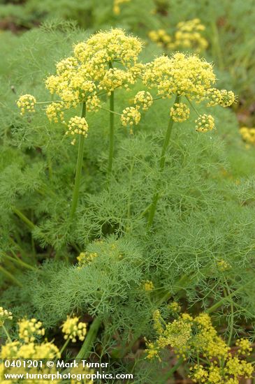Gray's (Pungent) Desert Parsley blossoms & foliage