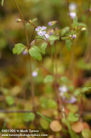 Small-flowered Tonella
