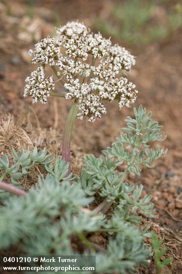 Canby's Desert Parsley