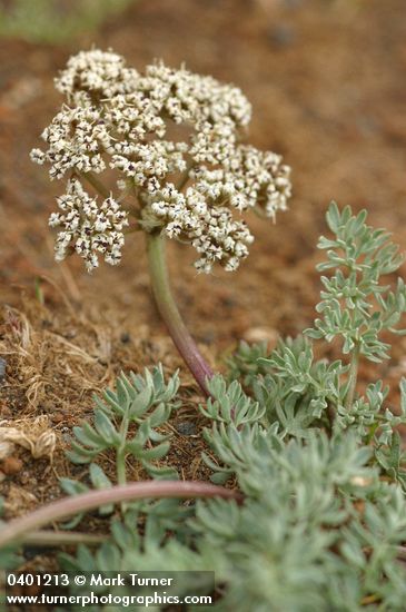 Canby's Desert Parsley