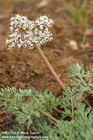Canby's Desert Parsley