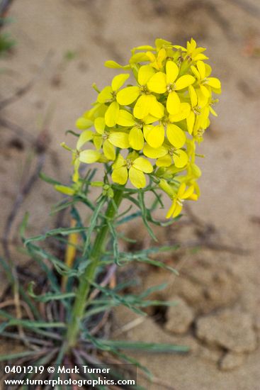 Pale Wallflower