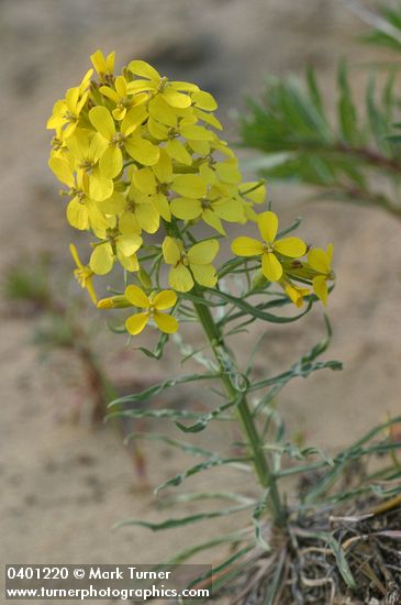 Pale Wallflower