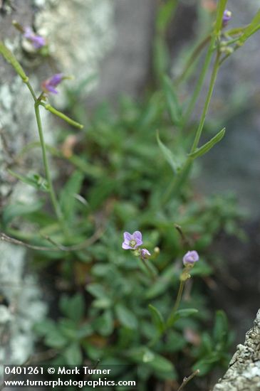 Little-leaf Rockcress