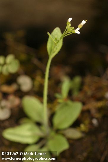Hairy Rockcress